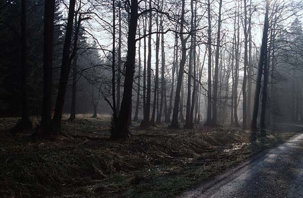 Morgenstimmung in den Harzer Wäldern