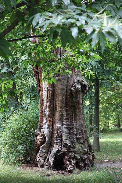 Schlosspark Blankenburg