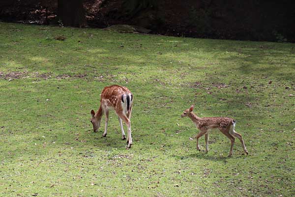Rehwild im Wildpark Wernigerode Christianental