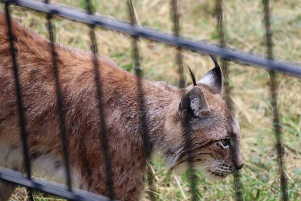 Luchs Wildpark Wernigerode Christianental
